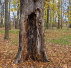 Rotten tree Meme Template