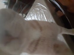 Cat holding phone Meme Template