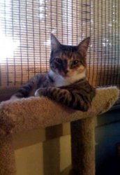 the most interesting cat in the world CENTERED Meme Template