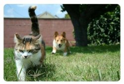 Corgi puppy chasing moody cat Meme Template