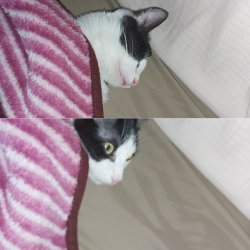 What!? Cat Meme Template
