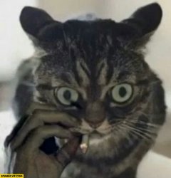 Smoking cat looks like Matthew Mcconaughey Meme Template