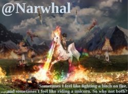 narwhal announcement temp Meme Template