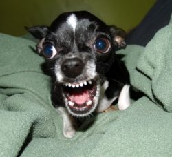 Angry Chihuahua Meme Template