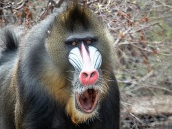 Mandrill Hooting Meme Template