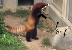 Red Panda With A Gun Meme Template