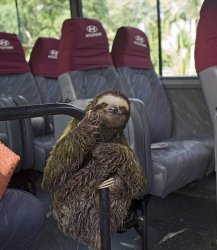 Hitchhiking sloth Meme Template