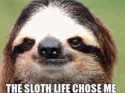 The sloth life chose me Meme Template