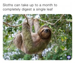 Sloth digestion Meme Template