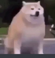 Shiba Doge Meme Template