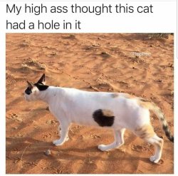 Cat looks like it has a hole in it Meme Template