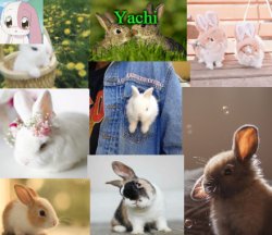 Yachis bunny temp part 2 Meme Template