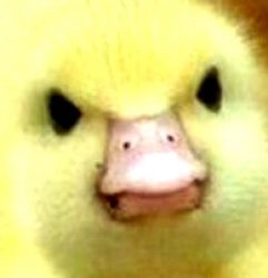 ANgry DUCK Meme Template