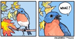 what bird bottom half Meme Template