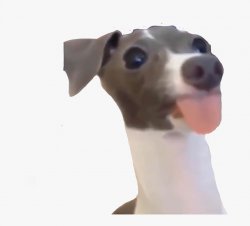 Funny Dog Tongue Meme Template
