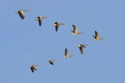 Geese (idk why) Meme Template