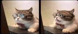 Granny Cat On Computer Shocked Meme Template