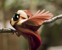 Bird of paradise dancing Meme Template