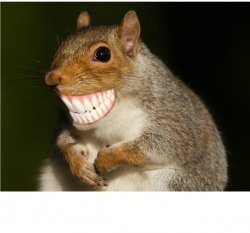 Squirrel with human teeth Meme Template