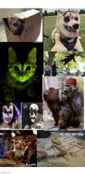 Celebrity pets animals Meme Template