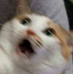 AAAAAAAAAAAAAAAA cat Meme Template