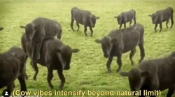 Cow vibes Meme Template