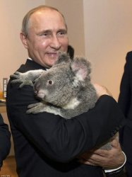 Putin hold koala Meme Template