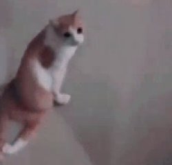 zingus Meme Template