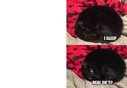 Sleeping cat (O'Neal Meme) Meme Template