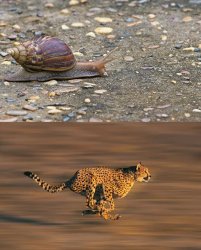 snail vs cheetah Meme Template