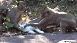 Monkeys choke cat Meme Template