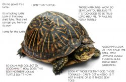 turtle Meme Template