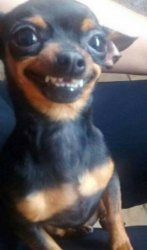 Cínico perro Meme Template