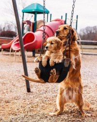 Puppy in swing pushed by dog Meme Template