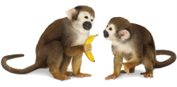 Monkey Giving Banana Meme Template