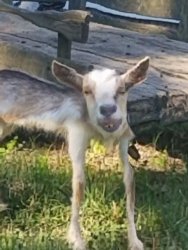 moonpie the goat Meme Template