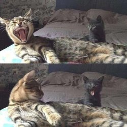 Yawning cat and kitten Meme Template