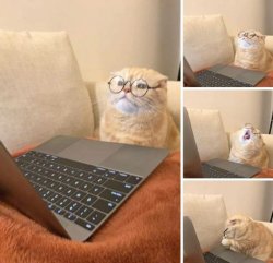 Cat wearing glasses with laptop computer Meme Template