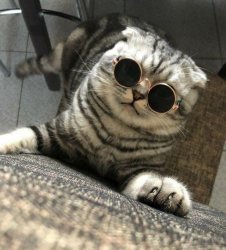 Cat wearing sunglasses Meme Template