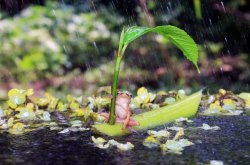 Frog boat in rain Meme Template