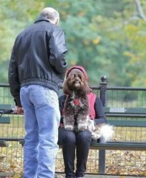 Dog faced person sitting on bench Meme Template