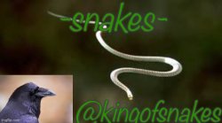 Kingofsnakes template by nezuko_official Meme Template