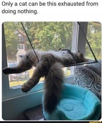 Cat sleeping exhausted from doing nothing Meme Template