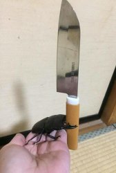 Beetle holding a knife Meme Template