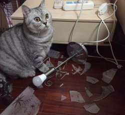 Shocked cat and broken lamp Meme Template