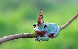 Frog wearing a butterfly on head Meme Template