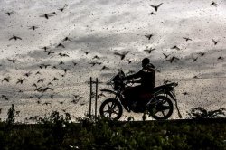 Motorcyclist in swarm of bugs Meme Template