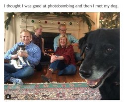Dog photobombs family picture Meme Template