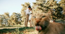 Cat photobombs couple kissing Meme Template