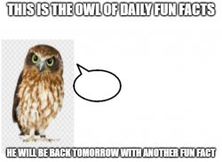the owl of fun facts Meme Template